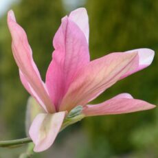 5038838069499 1 Magnolia Daybreak Rose Pink 12L.jpg